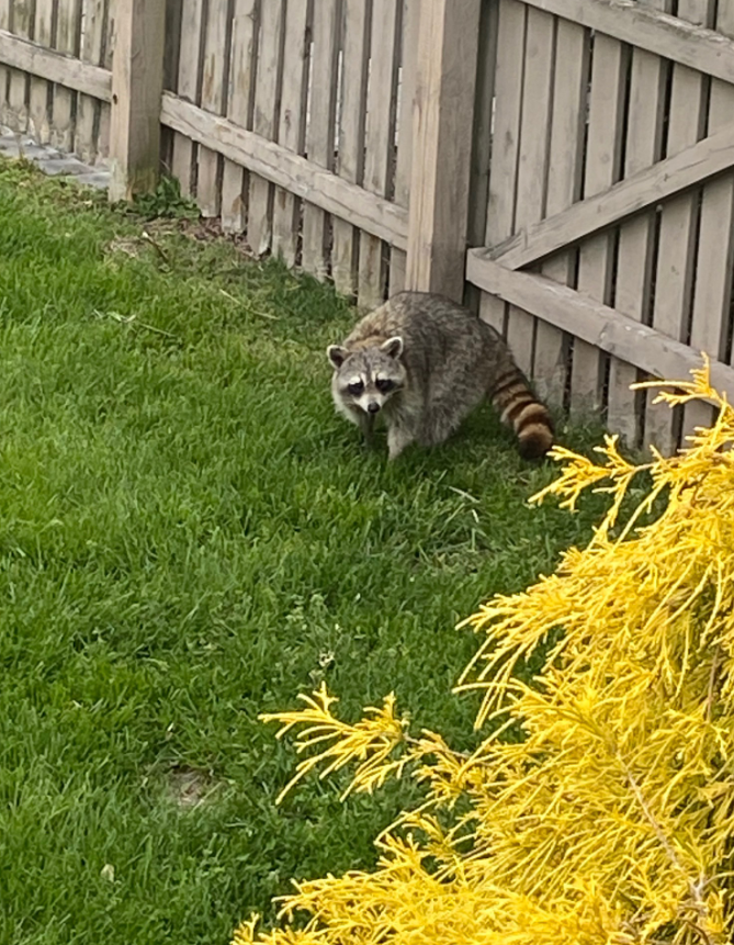 Backyard Raccoon Pest Control