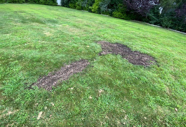 Contractor Blend Grass Patch Lawn Repair