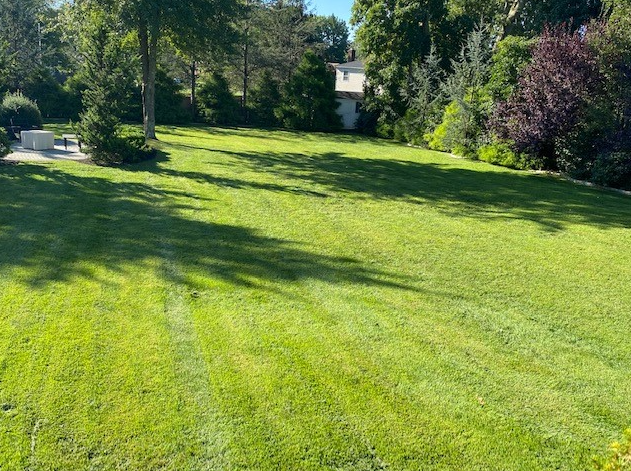 Kentucky Bluegrass Lawn Repair