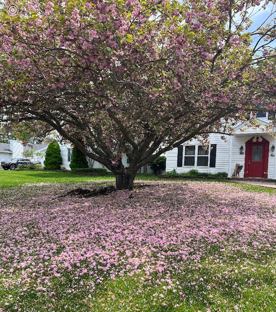 Long Island Cherry Blossoms