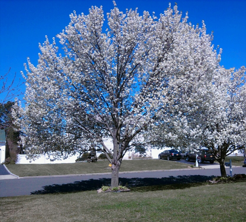 The Bradford Pear - A Gorgeous Landscaping Tree - All ...