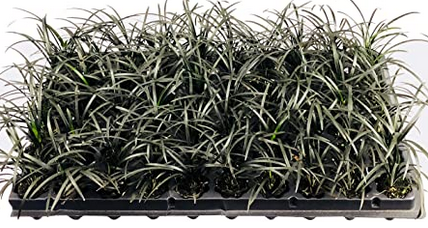 Black Dwarf Mondo Grass