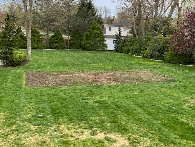 Kentucky Bluegrass Lawn Patch