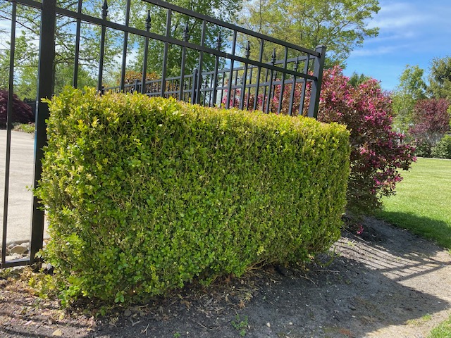 Boxwood Shrub Hedge Row