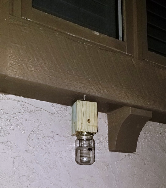 Carpenter Bee Traps