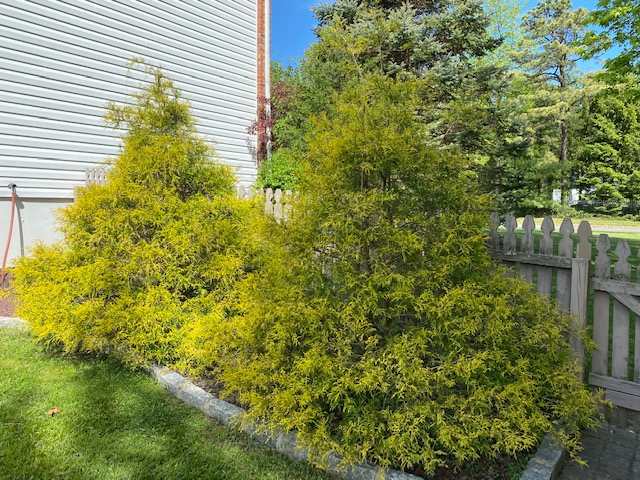 Gold Mop False Cypress