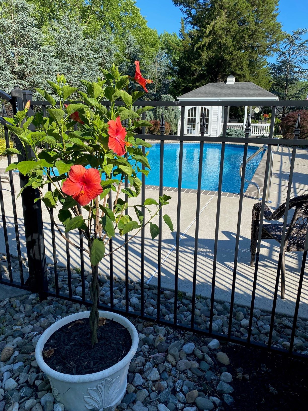 Hibiscus Pool Landscaping