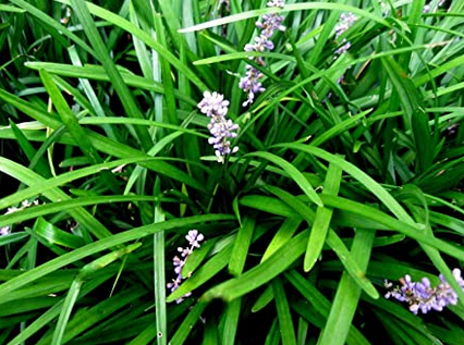 Monkey Grass Liriope