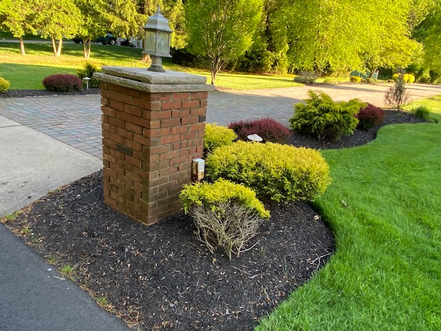 Mop Cypress Barberry Landscape Design