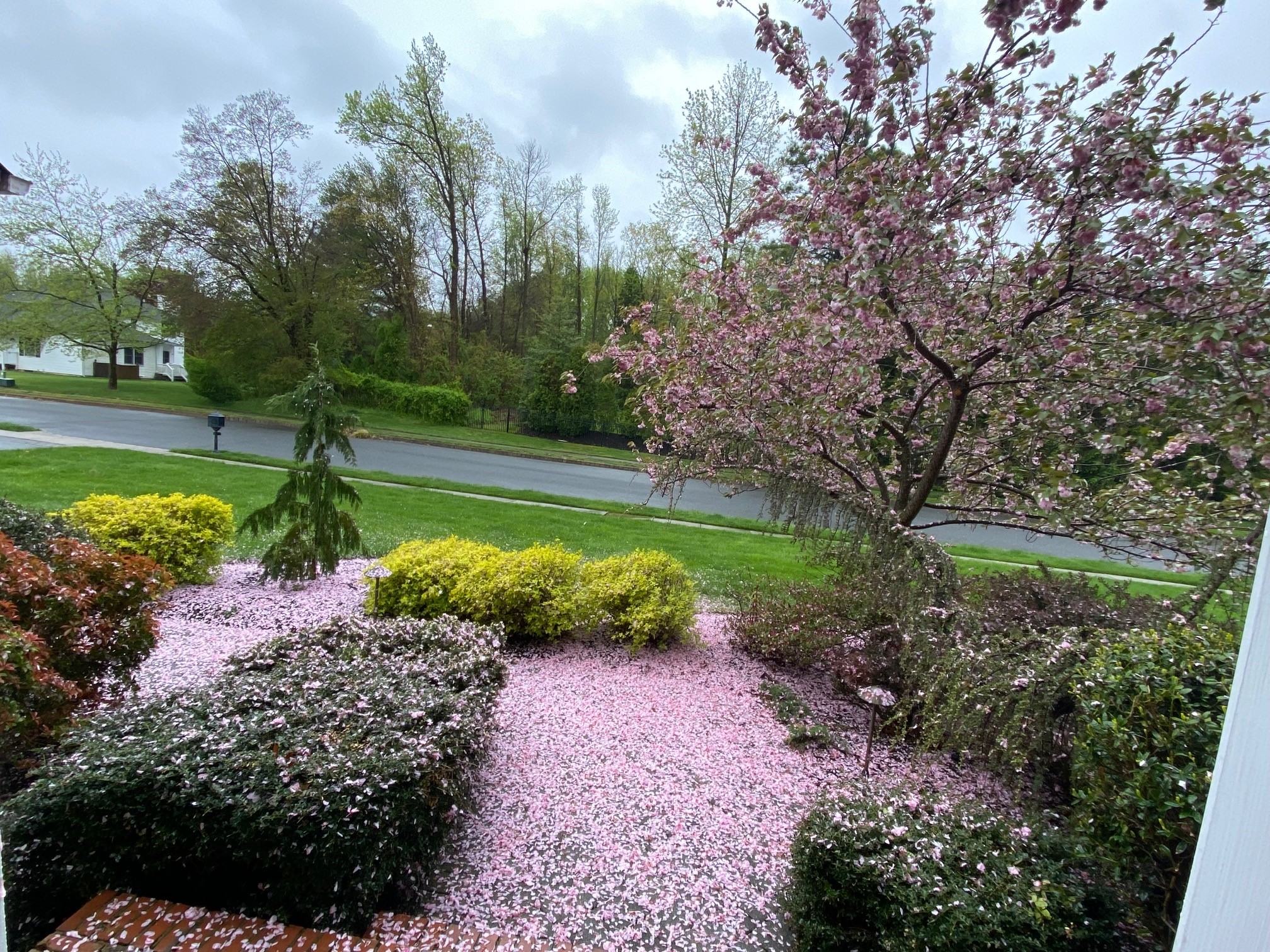 Pink Mulch