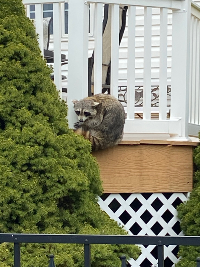 Raccoon Backyard Deck