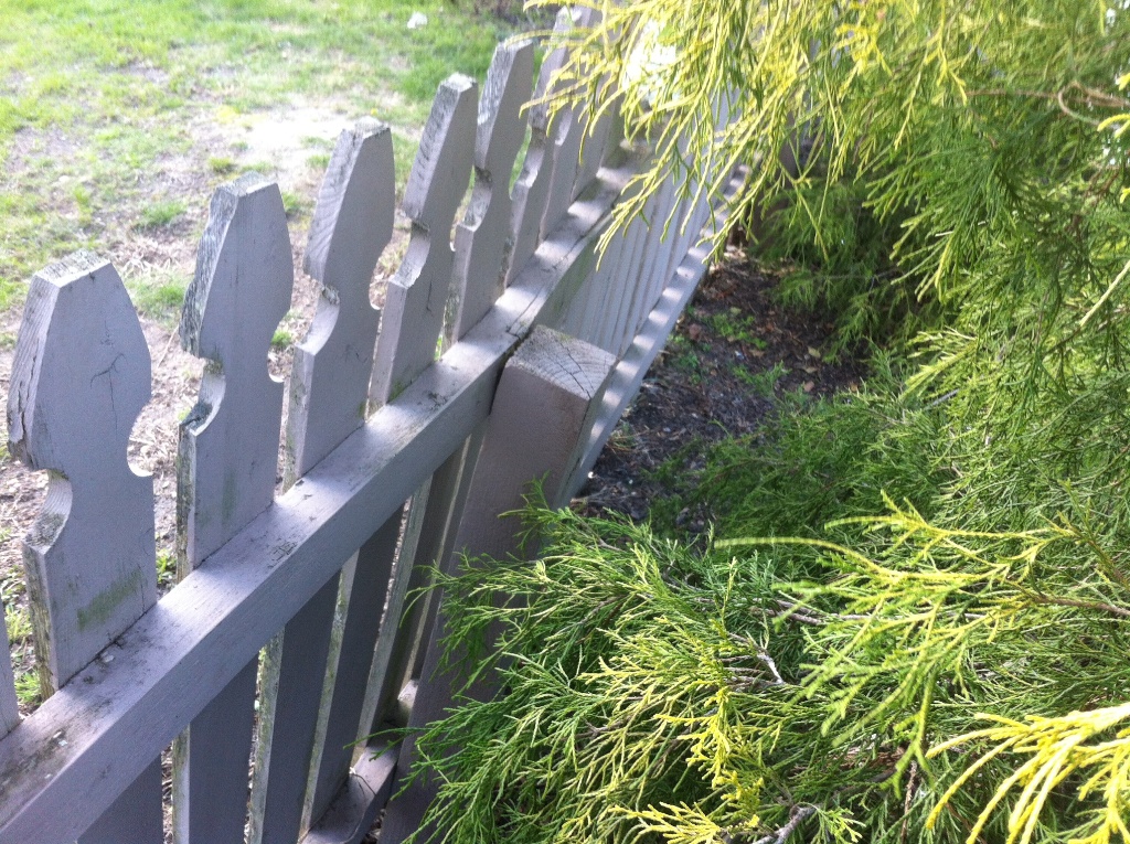 Rotted Cedar Fence Post