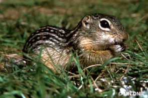 Thirteen Lined Ground Squirrel