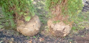 Arborvitae Root Ball Burlap and Wire Basket