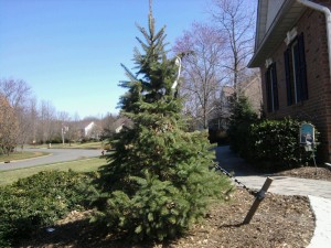 Stake Up a Blue Spruce for Stability