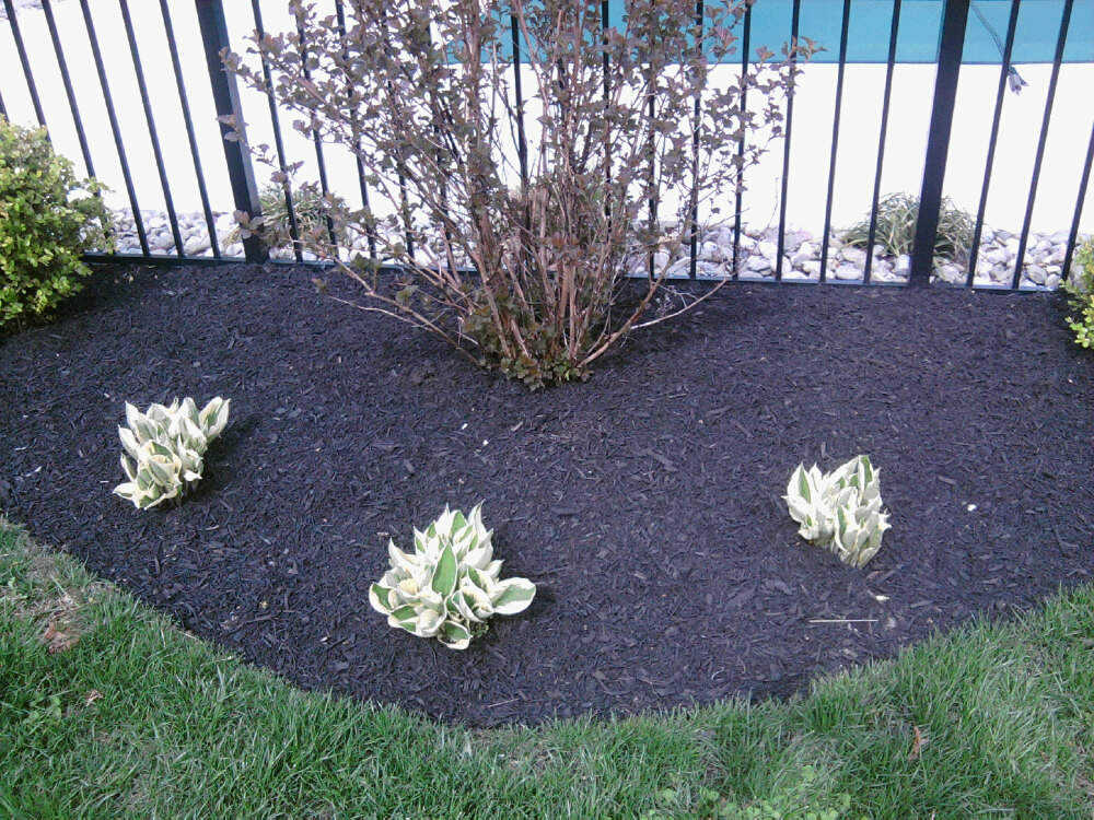 3 Hostas on Mulch