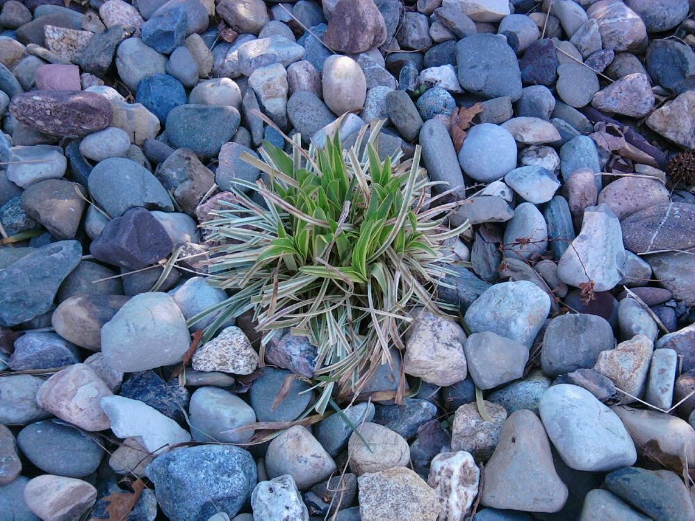 Cutting Back Small Pool Grass