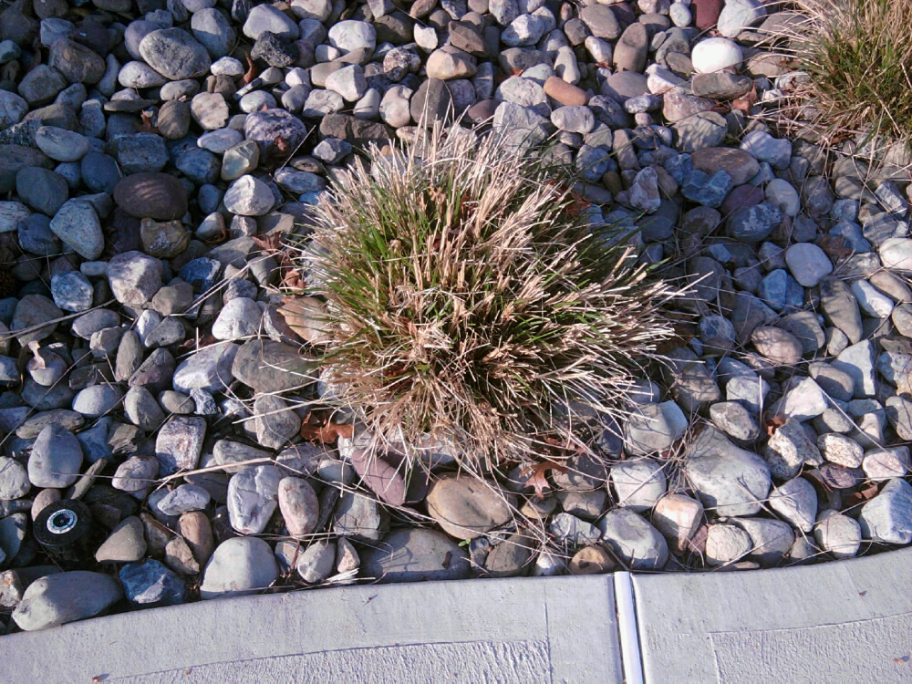 Cutting Back Tall Pool Grass