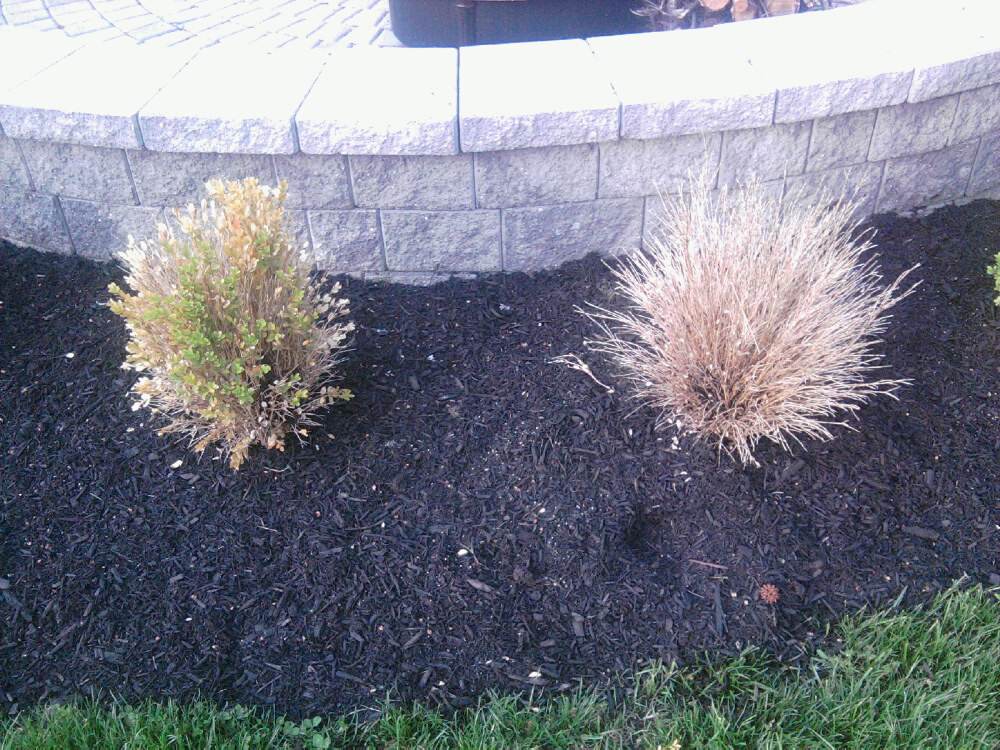 Dead Boxwoods