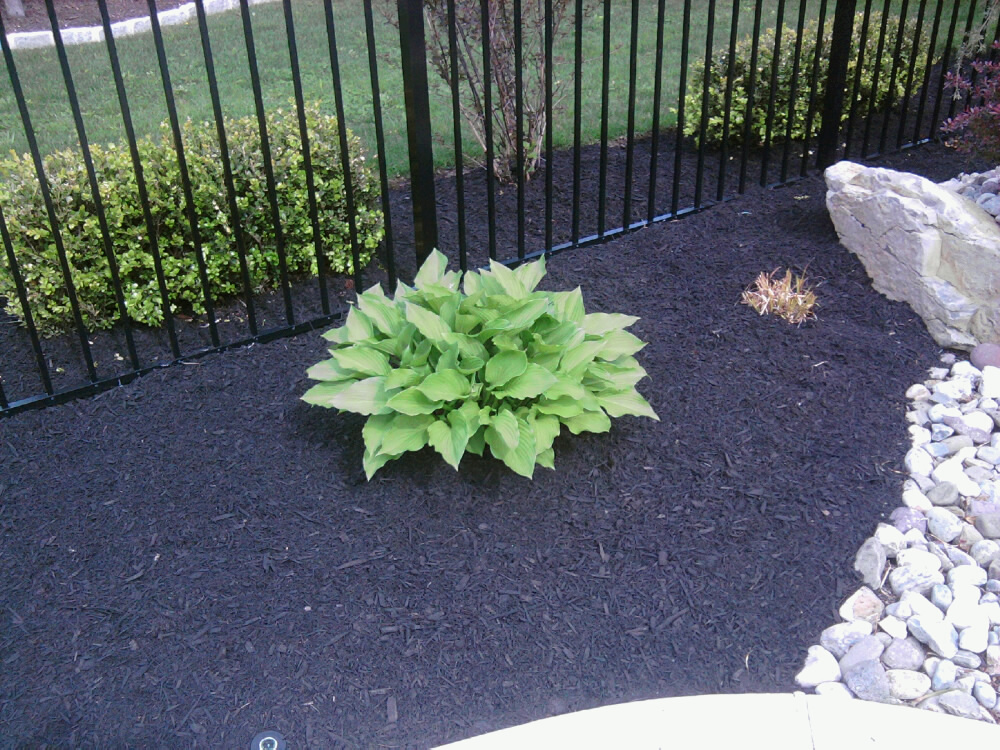 Hosta on Mulch