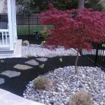 Japanese Maple