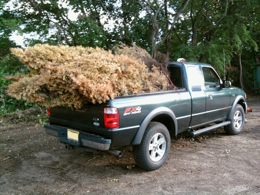 Arborvitaes to Township Brush Recycling