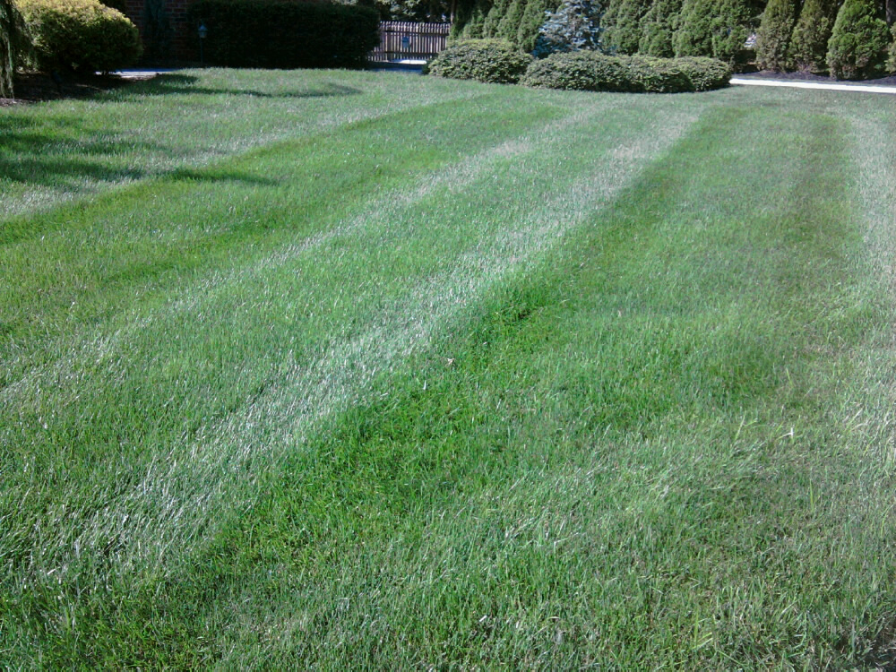Bluegrass and Fescue Front Lawn