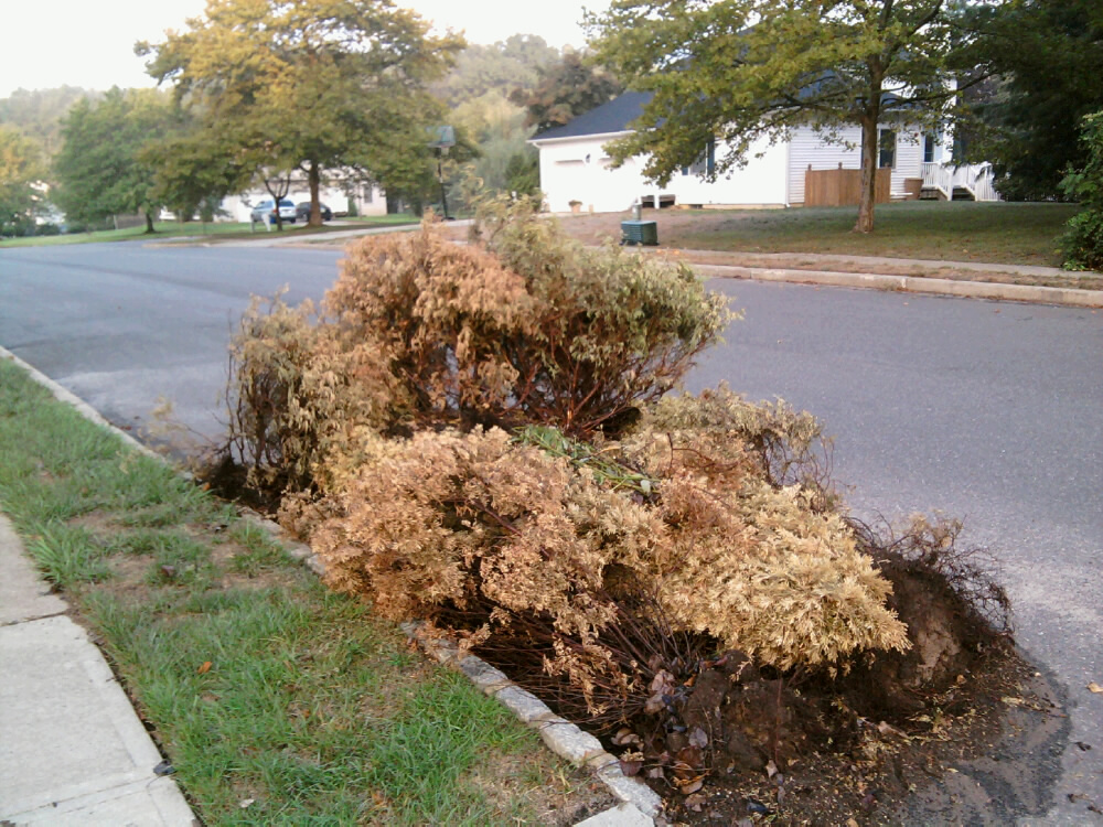 Dead Arborvitaes