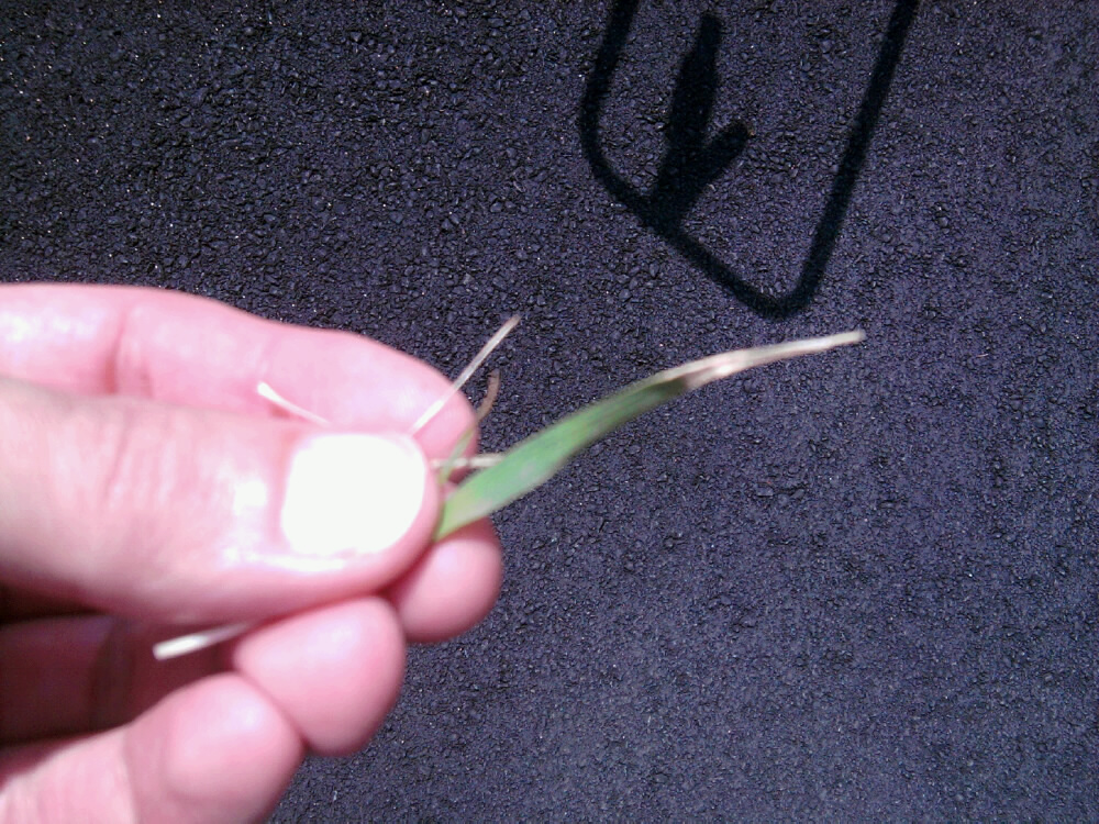 Dollar Spot Grass Blade Damage