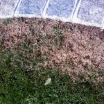 Lawn Fungus Dollar Spot 2