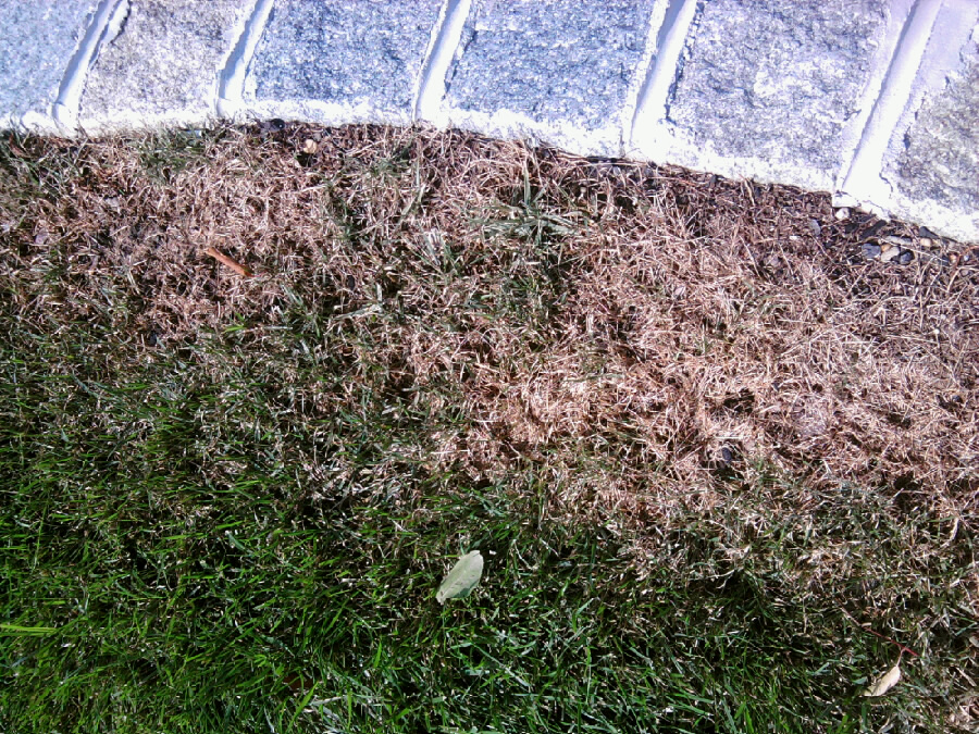 Lawn Fungus Dollar Spot 2