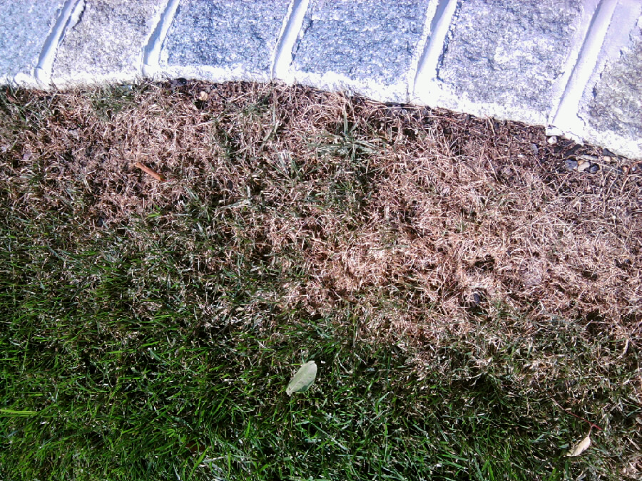 Summer Lawn Fungus Disease