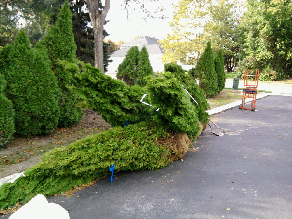 Replacement Arborvitaes