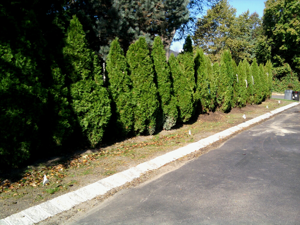 Replanted Arborvitae Row