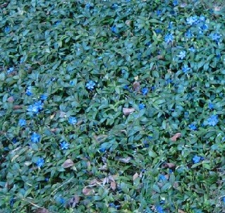 Periwinkle or Myrtle Ground Cover