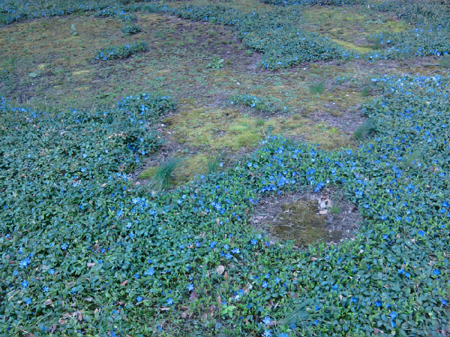 Periwinkle or Vinca Ground Cover