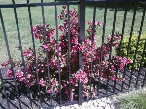 Pool Landscaping Weigela in Full Bloom