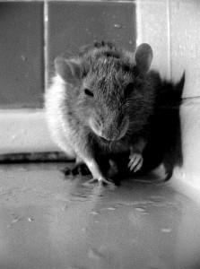 Rat Infestation Apartment Bathroom