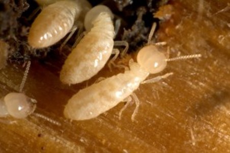 5 Telltale Pest Infestation Signs to Look for When Apartment Hunting
