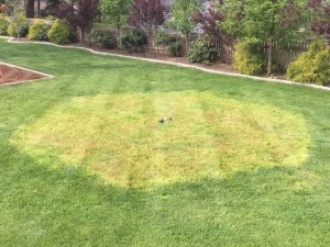 Fescue Lawn Mix Over Winter Results in Awful Lawn Patch First Pass