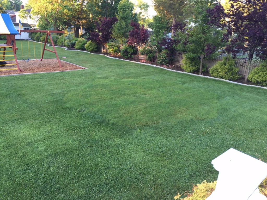 Lawn Repair: Patching a Large Area with Kentucky Bluegrass - All About ...