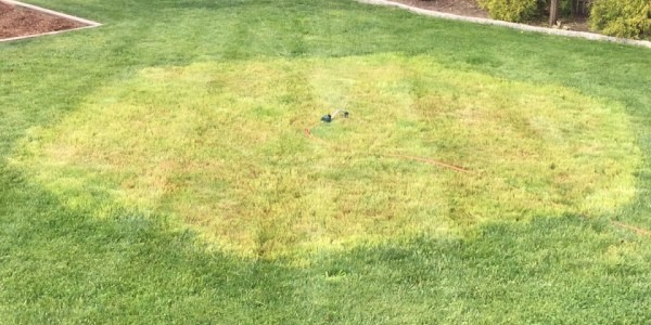 Lawn Repair: Patching a Large Area with Kentucky Bluegrass
