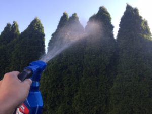 Mite Control Spray Arborvitaes Hemlocks Spruce