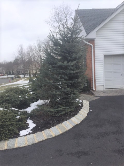 Blue Spruce Leaning From Wind Damage