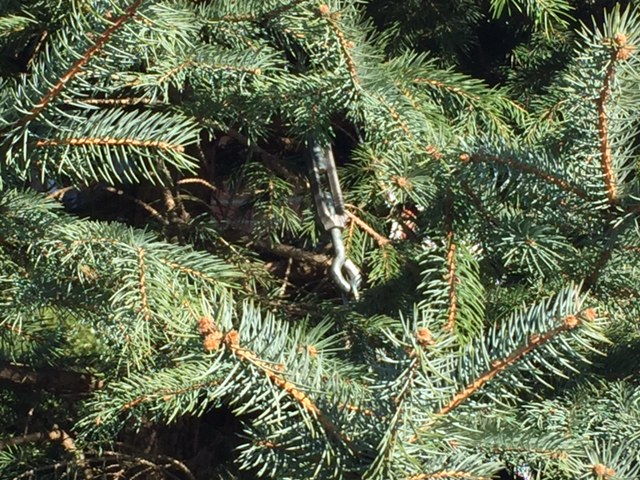 Duckbill Earth Anchor Turnbuckle On Blue Spruce