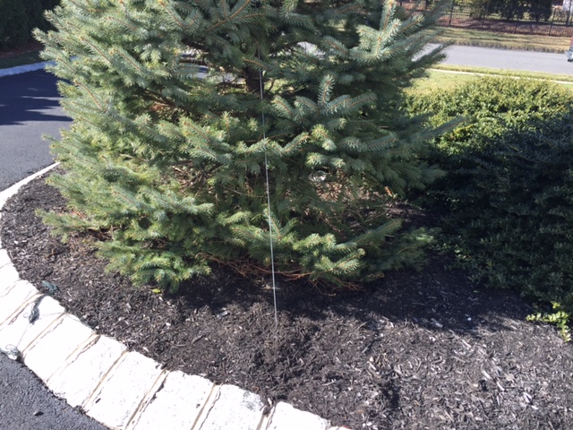 Duckbill Earth Anchor Guy Wire Cable to Ground with Blue Spruce