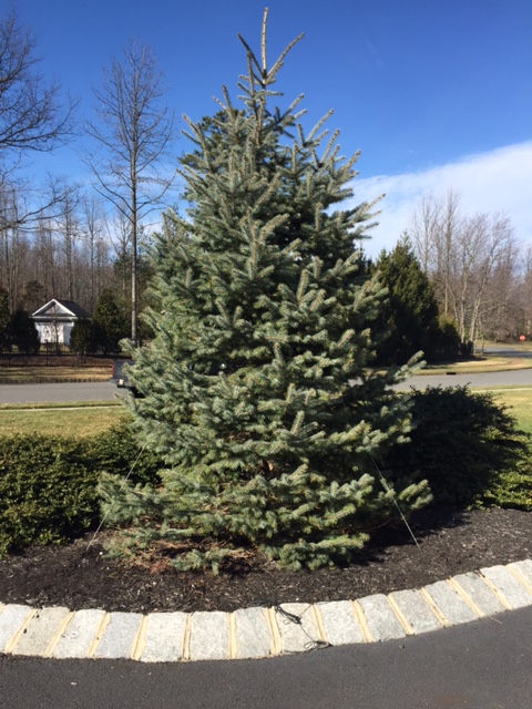 Duckbill Earth Anchored Blue Spruce Landscape Tree with Guy Wires