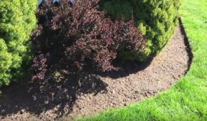 Dwarf Alberta Spruce Barberry Landscape Bed Border Edge