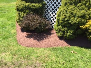 Stone Landscape Bed with Barberry and Alberta Spruce
