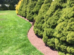 Stone Landscape Bed with Cypress and Alberta Spruce